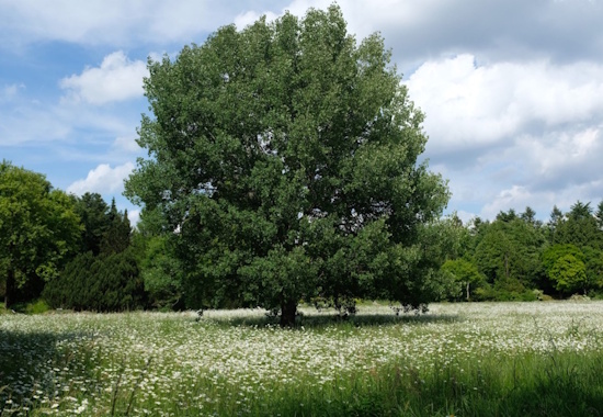 Die Zitterpappel ist der Baum des Jahres 2026 - aufgenommen im botanischen Garten Hamburg (Bild: © Baum des Jahres - Dr. Silvius Wodarz Stiftung)