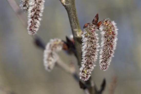 Die Zitterpappel - purpurfarbene Blüten - männliche Kätzchen (Bild: © Naturfoto Frank Hecker)