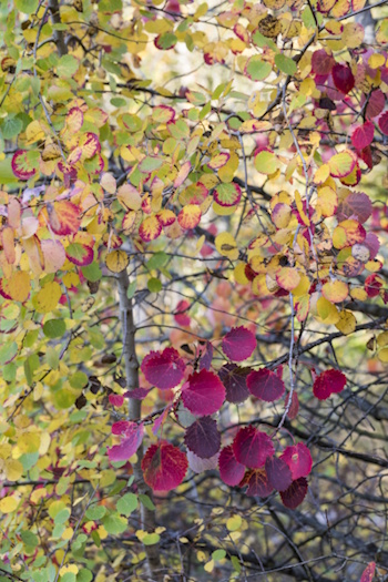 Herbstlaub einer Zitterpappel (Bild: © Naturfoto Frank Hecker)