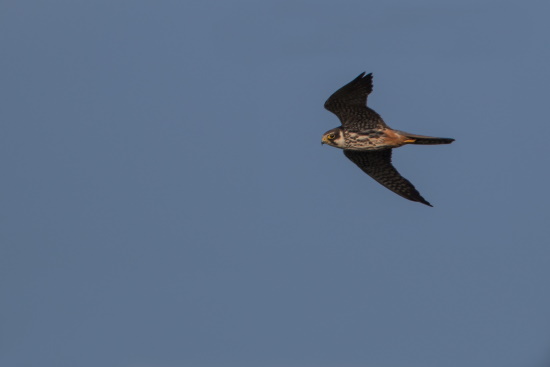 Fliegender Baumfalke - gut zu erkennen ist Bartstreif und die rostroten Unterschwanzdecken (Bild: Gunther Zieger)