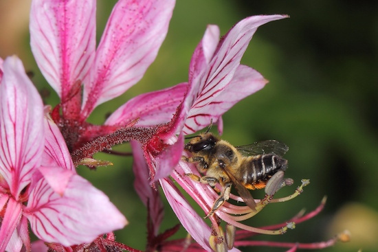 Die Art wurde 1802 vom englischen Entomologen William Kirby erstmals beschrieben (Bild: © Ulrich Maier)