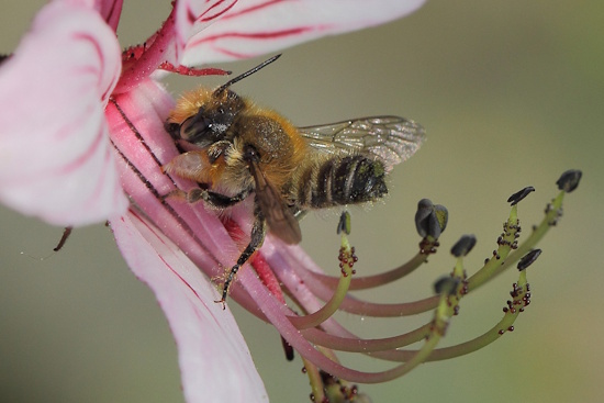 Bei den Männchen der Garten-Blattschneiderbiene sind die vorderen Fußglieder verbreitert und weiß gefärbt (Bild: © Ulrich Maier)