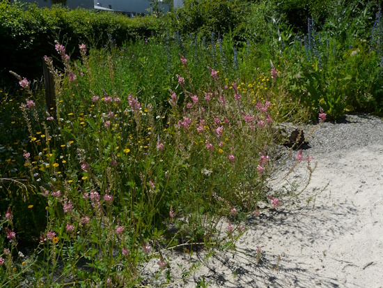 Ein Garten für die Bienen mit Esparsette (Bild: © Martin Klatt)