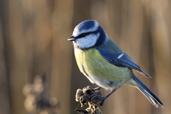 Blaumeisen können gut beobachtet werden, bei der Nahrungssuche (Bild: © Dirk Schieder)