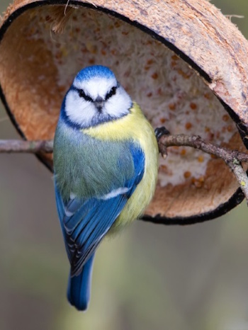 Blaumeisen benötigen diese Winterhilfen um die Nahrungsknappheit zu überstehen (Bild: © Markus Glässel)