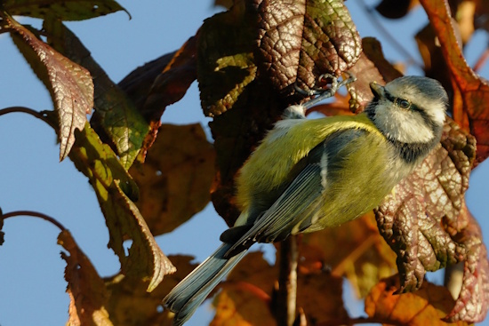 Blaumeisen sind sehr geschickte "Turner" und können kopfüber hängend nach Nahrung suchen (Bild: © Michael Schiller)