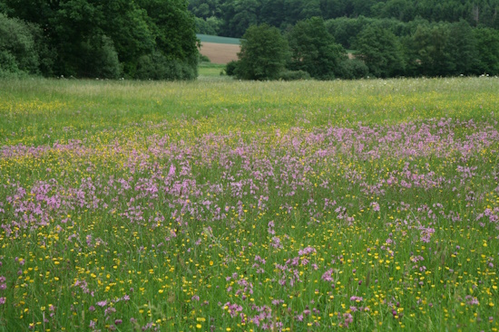 Blüten- und artenreich - so kennt man die Sumpfdotterblumen-Wiesen (Bild: © S. Schneider)