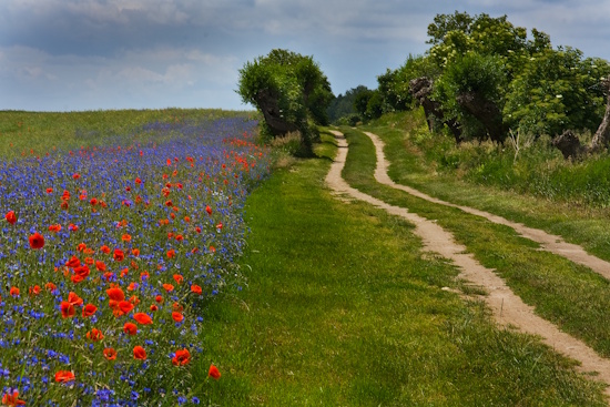 Kein asphaltierter Weg - Natur für Feldrittersporn, Vogelarten der Feldflur und Insekten (Bild: © Udo Steinhäuser)