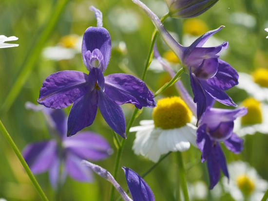 Der Feldrittersporn bevorzugt sonnige, kalkhaltige Böden (Bild: © Axel Jahn)