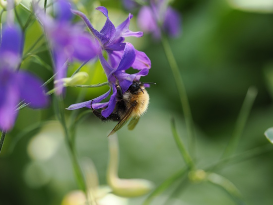 Nur Insekten mit einem langen Rüssel gelangen an den tief im Sporn verborgenen Nektar (Bild: © Cyrille Claudel)