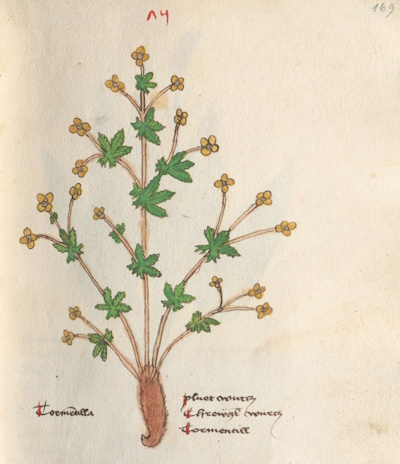 Die Blutwurz - Arzneipflanze des Jahres 2024 - (Illustration: © Vitus Auslasser 1479)