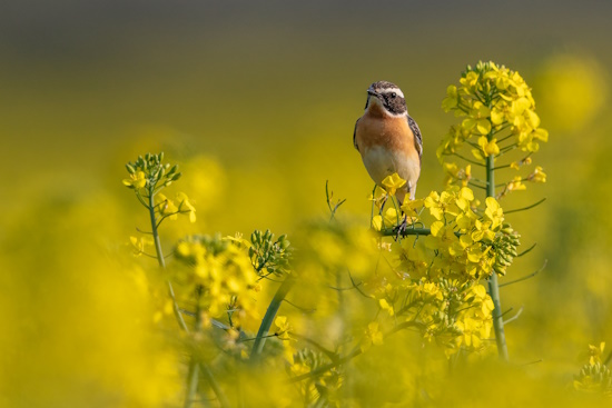 Zu frühe Mahden gefährden das Braunkehlchen (Bild: © Gunther Zieger)