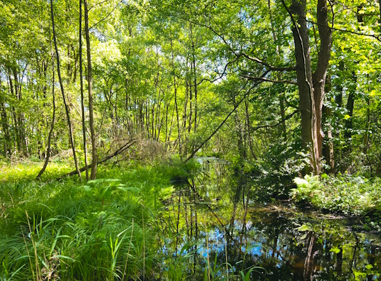 Rund um den Crivitzer See und den Amtsbach (Bild: © Katja Feist)