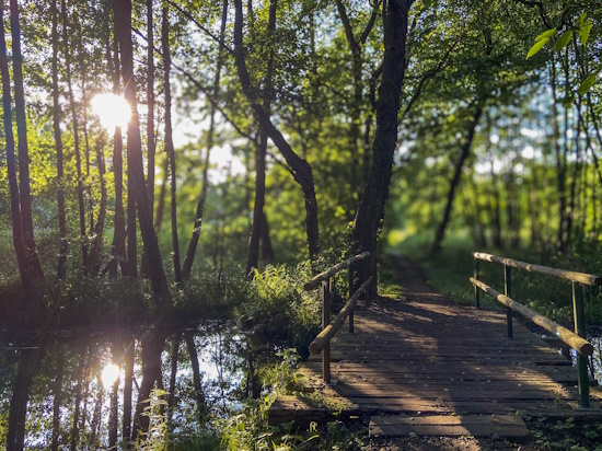 Frühsommer am Crivitzer See lädt zu Spaziergängen und Wanderungen ein (Bild: © Katja Feist)