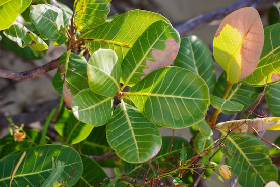 Cashewblätter - die sich verkehrt eiförmig am Baum befinden (Bild: © Helge Masch)