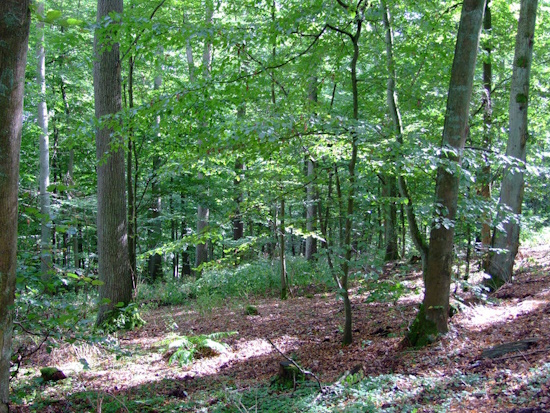 Der Choriner Wald überwiegend im Besitz des Landes Brandenburg (Bild: © v.Keller)