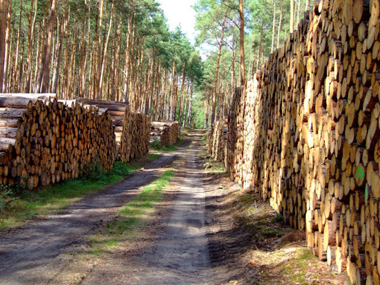 Die Kiefer hat einen Anteil von rund 25 Prozent im Choriner Wald (Bild: © v.Keller)