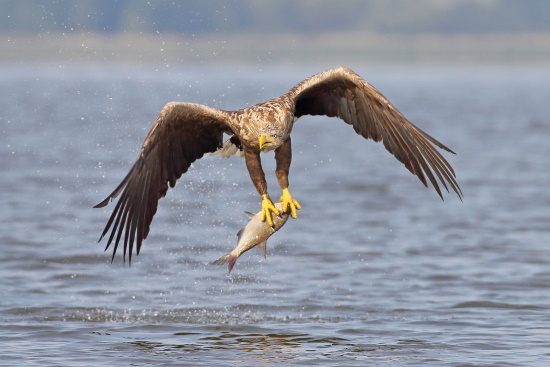 Fische, Wasservögel und Aas machen den Hauptbestandteil seiner Nahrung aus (Bild: © Dirk Schieder)