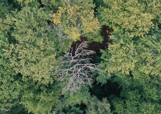 Auch im Choriner Wald sind Waldschäden sichtbar (Bild: © LFB Becker)