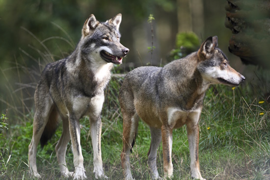 Canis lupus ist in Deutschland eine durch das Bundesnaturschutzgesetz streng geschützte Art (Bild: © Naturfoto Frank Hecker)