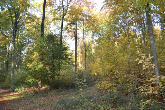 Naturnahe Forstwirtschaft - der Buchenmischwald (Bild: © Bund Deutscher Forstleute)