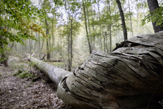 Totholz ist ein wichtiger Lebensraum - Käfer - und wertvoll für die Biodiversität (Bild: © Mosch)