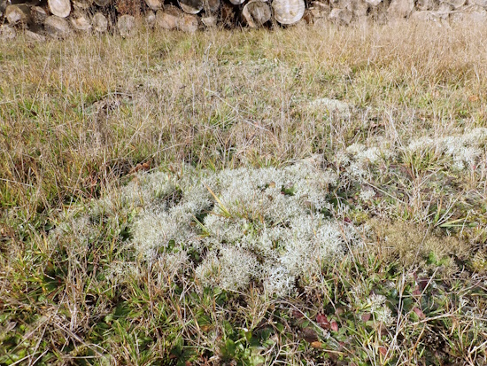 Cladonia rangiformis - Sandmagerrasen bei Röhrach - Franken (Bild: © W.v.Brackel)