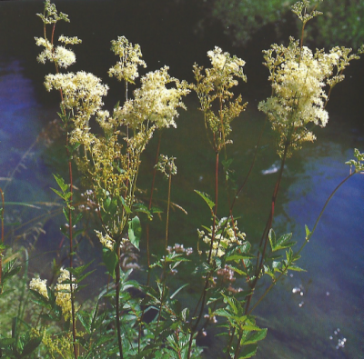 Das Echte Mädesüß - dessen Blüten angenehm duften (Bild: Kosmos Naturführer) Das Echte Mädesüß - dessen Blüten angenehm duften (Bild: Kosmos Naturführer)