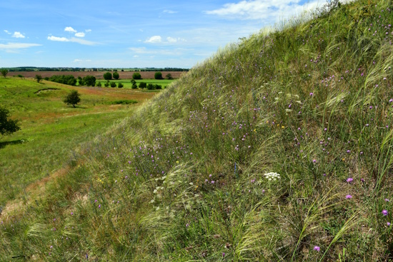 Federgras-Steppe mit Haar-Pfriemengras an den Oderhängen in Brandenburg (Bild: © T.Fartmann) Federgras-Steppe mit Haar-Pfriemengras an den Oderhängen in Brandenburg (Bild: © T.Fartmann)