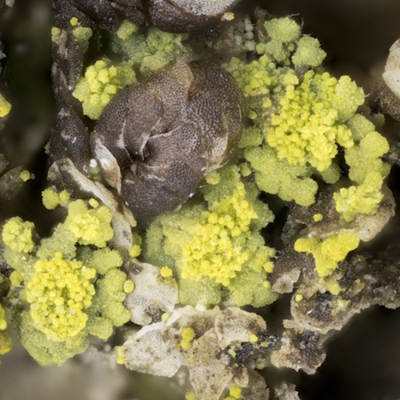 Candelariella reflexa bildet kleine, rosettenartige Schüppchen (Bild: © Norbert Stapper)