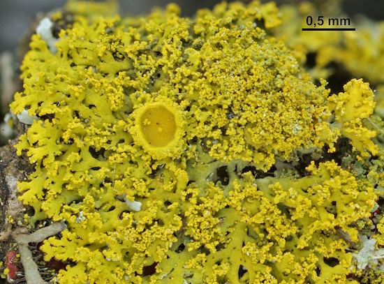 Candelaria concolor mit Apothecium (Bild: © Norbert Stapper)