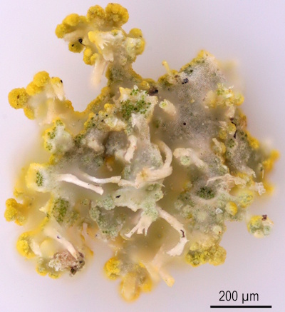 Unterseite von Candelaria concolor (Bild: © Norbert Stapper)