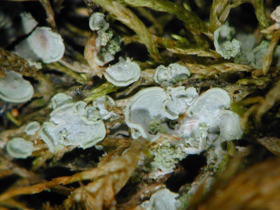 Normandina pulchella wächst vorwiegend über Moosen, am Stamm lebender Bäume (Bild: © Wolfgang von Brackel / BLAM e.V.)