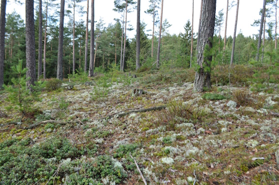 Der Flechten-Kiefernwald wurde zur Pflanzengesellschaft des Jahres 2025 ernannt (Bild: © K.Horn - FlorSoz) Der Flechten-Kiefernwald wurde zur Pflanzengesellschaft des Jahres 2025 ernannt (Bild: © K.Horn - FlorSoz)