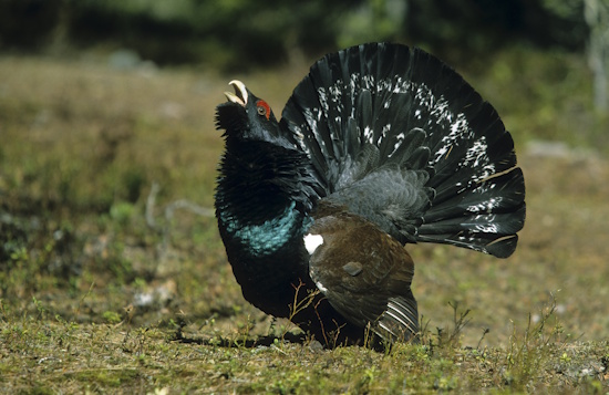 Das Auerhuhn ist die größte Art der Raufußhühner (Bild: © Naturfoto Frank Hecker)