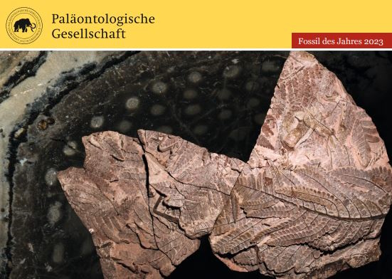 Das Fossil des Jahres 2023 - Medullosa stellata (Aufnahme: © Ludwig Luthardt - Leibniz-Institut für Evolutions- und Biodiversitätsforschung - Museum für Naturkunde Berlin)