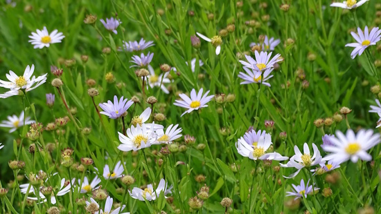 Zartlila Blüten - ein wunderbarer Anblick (Bild: © GMH / Bettina Banse) Zartlila Blüten - ein wunderbarer Anblick (Bild: © GMH / Bettina Banse)
