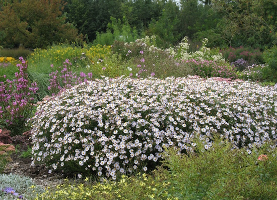 Dichte Büsche der Kalimeris incisa Madiva (Bild: © GMH / Staudengärtnerei Gaißmayer) Dichte Büsche der Kalimeris incisa Madiva (Bild: © GMH / Staudengärtnerei Gaißmayer)