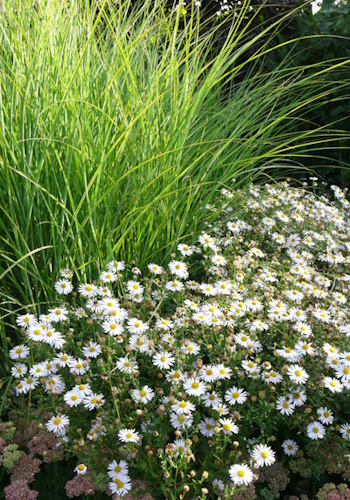 Toller Blickfang - Schönaster und Chinaschilf (Bild: © GMH / Moll Stauden) Toller Blickfang - Schönaster und Chinaschilf (Bild: © GMH / Moll Stauden)