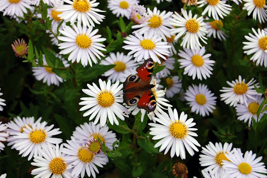 Die Schönaster - Kalimeris ist die Staude des Jahres 2026 (Bild: © GMH / Bettina Banse) Die Schönaster - Kalimeris ist die Staude des Jahres 2026 (Bild: © GMH / Bettina Banse)