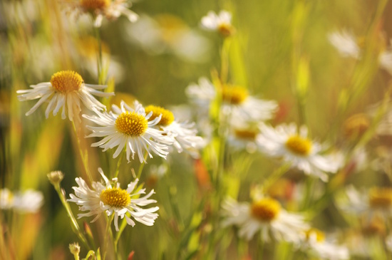 Jede einzelne Blüte erschließt sich als schlichte Schönheit (Bild: © GMH / Joachim Hegmann)