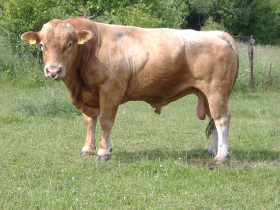 Gelbvieh-Bulle - das Gelbvieh ist einfarbig gelb - Hörner und Klauen sind ebenso hell (Bild: © Schmidbauer / GEH)