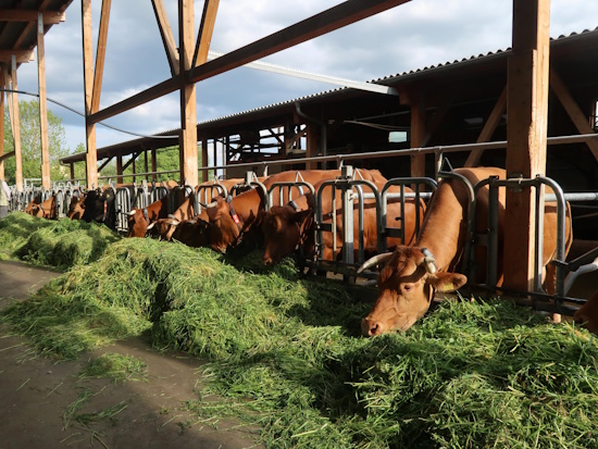 Gelbvieh - Milchkühe in einem Offenstall (Bild: © Hamm / GEH)