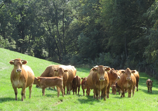 Das Gelbvieh - Mutterkühe (Bild: © Schmidbauer / GEH)