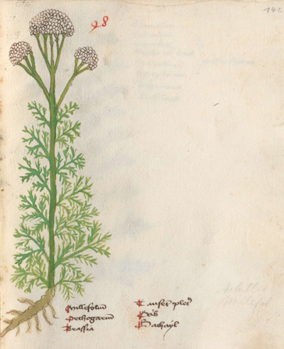 Zeichnung: Gemeine Schafgarbe Achillea millefolium © bei Vitus Auslasser 1479 Zeichnung: Gemeine Schafgarbe Achillea millefolium © bei Vitus Auslasser 1479
