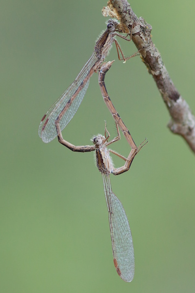Paarung von der Gemeinen Winterlibelle - Sympecma fusca (Bild: © Michael Frank)