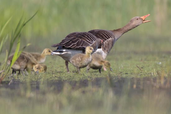 Die Gänseküken verlassen das Nest schon innerhalb weniger Stunden (Bild: © Gunther Zieger)