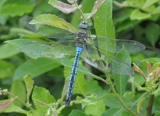 Hier: Zum Vergleich die Große Königslibelle 'Anax imperator' (Bild: © Angela Bruens)