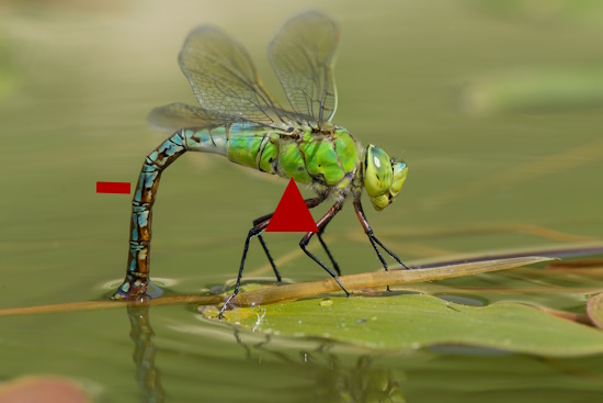 Große Königslibelle - hier ein Weibchen (Bild: © Angela Bruens)