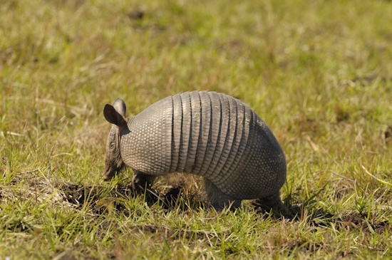 Das Gürteltier ist das Zootier des Jahres 2025 - hier: Neunbinden-Gürteltier (Bildautor: © ICAS)